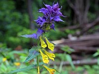Melampyrum nemorosum 16, Saxifraga-Jeroen Willemsen