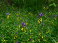 Melampyrum nemorosum 17, Saxifraga-Dirk Hilbers