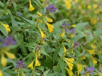 Melampyrum nemorosum 18, Saxifraga-Simone van Velzen