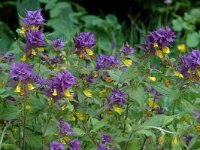 Melampyrum nemorosum 2, Saxifraga-Marijke Verhagen