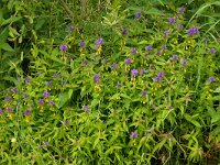 Melampyrum nemorosum 22, Saxifraga-Hans Grotenhuis