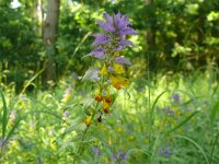 Melampyrum nemorosum 26, Saxifraga-Hans Grotenhuis