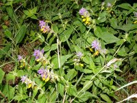 Melampyrum nemorosum 27, Saxifraga-Hans Grotenhuis
