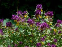 Melampyrum nemorosum 3, Saxifraga-Marijke Verhagen