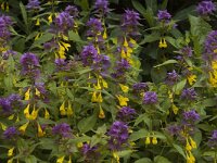 Melampyrum nemorosum 4, Saxifraga-Marijke Verhagen