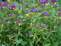 Melampyrum nemorosum 5, Saxifraga-Marijke Verhagen