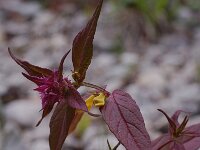 Melampyrum nemorosum 6, Saxifraga-Willem van Kruijsbergen
