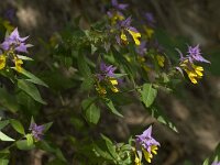 Melampyrum nemorosum 7, Saxifraga-Willem van Kruijsbergen