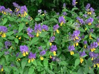 Melampyrum nemorosum 8, Saxifraga-Jan Willem Jongepier