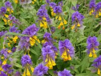 Melampyrum nemorosum 9, Saxifraga-Jan Willem Jongepier