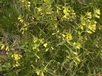 Melampyrum pratense 11, Hengel, Saxifraga-Jan van der Straaten