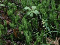Melampyrum pratense 12, Hengel, Saxifraga-Hans Boll