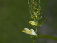 Melampyrum pratense 13, Hengel, Saxifraga-Jan van der Straaten