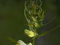 Melampyrum pratense 14, Hengel, Saxifraga-Jan van der Straaten