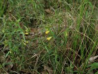 Melampyrum pratense 15, Hengel, Saxifraga-Hans Boll