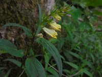 Melampyrum pratense 18, Hengel Saxifraga-Ed Stikvoort