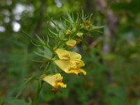 Melampyrum pratense 19, Hengel Saxifraga-Ed Stikvoort