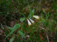 Melampyrum pratense 21, Hengel Saxifraga-Ed Stikvoort
