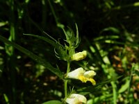 Melampyrum pratense 22, Hengel, Saxifraga-Rutger Barendse