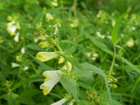 Melampyrum pratense 24, Hengel, Saxifraga-Rutger Barendse