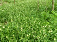 Melampyrum pratense 25, Hengel, Saxifraga-Rutger Barendse