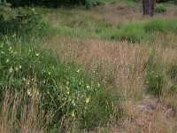 Melampyrum pratense 26, Hengel, Saxifraga-Hans Boll