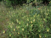 Melampyrum pratense 27, Hengel, Saxifraga-Hans Boll
