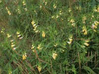 Melampyrum pratense 28, Hengel, Saxifraga-Hans Boll