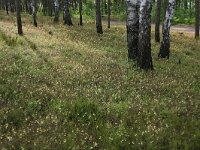 Melampyrum pratense 29, Hengel, Saxifraga-Hans Boll