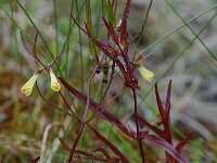 Melampyrum pratense 3, Hengel, Saxifraga-Willem van Kruijsbergen