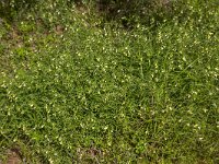 Melampyrum pratense 31, Hengel, Saxifraga-Roel Meijer  Common cow-wheat (Melampyrum pratense) : common cow-wheat, cow-wheat, flora, floral, flower, flowering, many, Melampyrum pratense, natural, nature, paracitic, plant, vascular plant, yellow