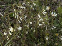 Melampyrum pratense 39, Hengel, Saxifraga-Willem van Kruijsbergen