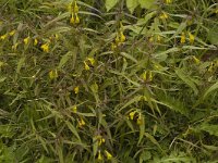 Melampyrum pratense 4, Hengel, Saxifraga-Marijke Verhagen