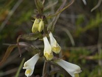 Melampyrum pratense 40, Hengel, Saxifraga-Willem van Kruijsbergen