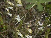 Melampyrum pratense 41, Hengel, Saxifraga-Willem van Kruijsbergen