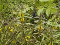 Melampyrum pratense 5, Hengel, Saxifraga-Marijke Verhagen