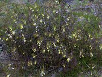 Melampyrum pratense 7, Hengel, Saxifraga-Willem van Kruijsbergen