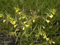 Melampyrum pratense 8, Hengel, Saxifraga-Jan van der Straaten