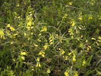 Melampyrum pratense 9, Hengel, Saxifraga-Jan van der Straaten