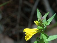 Melampyrum velebeticum 2, Saxifraga-Jan van der Straaten