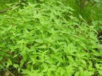 Melampyrum velebeticum 3, Saxifraga-Rutger Barendse