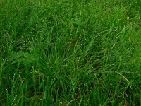 Melica uniflora 12, Eenbloemig parelgras, Saxifraga-Ed Stikvoort