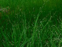 Melica uniflora 14, Eenbloemig parelgras, Saxifraga-Ed Stikvoort