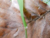 Melica uniflora 18, Eenbloemig parelgras, Saxifraga-Rutger Barendse
