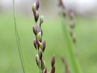Melica uniflora 2, Eenbloemig parelgras, Saxifraga-Rutger Barendse