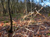 Melica uniflora 3, Eenbloemig parelgras, Saxifraga-Rutger Barendse