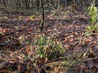 Melica uniflora 4, Eenbloemig parelgras, Saxifraga-Rutger Barendse