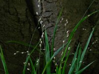 Melica uniflora 9, Eenbloemig parelgras, Saxifraga-Ed Stikvoort