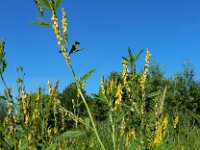 Melilotus altissimus 14, Goudgele honingklaver, Saxifraga-Ed Stikvoort