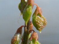 Melilotus altissimus 5, Goudgele honingklaver, Saxifraga-Rutger Barendse
